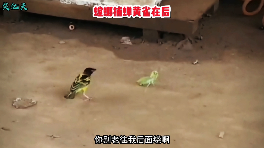 螳螂捕蝉黄雀在后，原来是真的