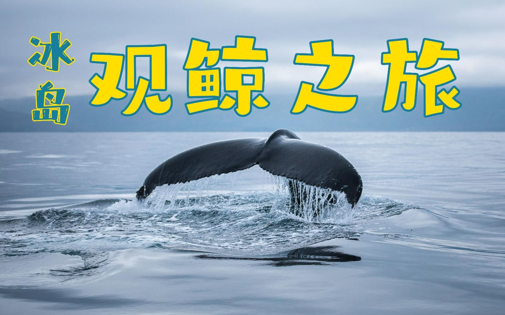 冰岛雷克雅未克观鲸之旅