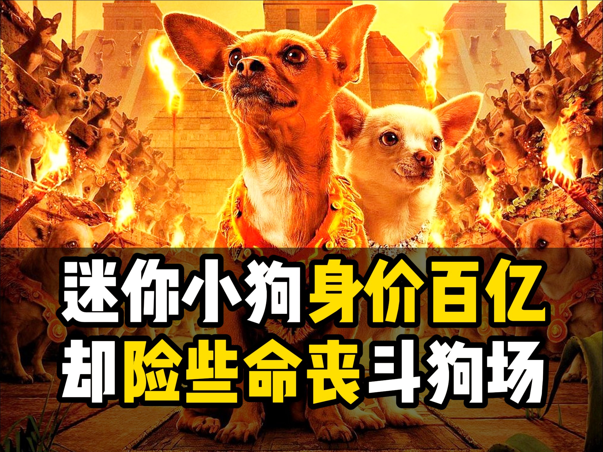 《富贵吉娃娃》小狗身价百亿，却险些命丧斗狗场
