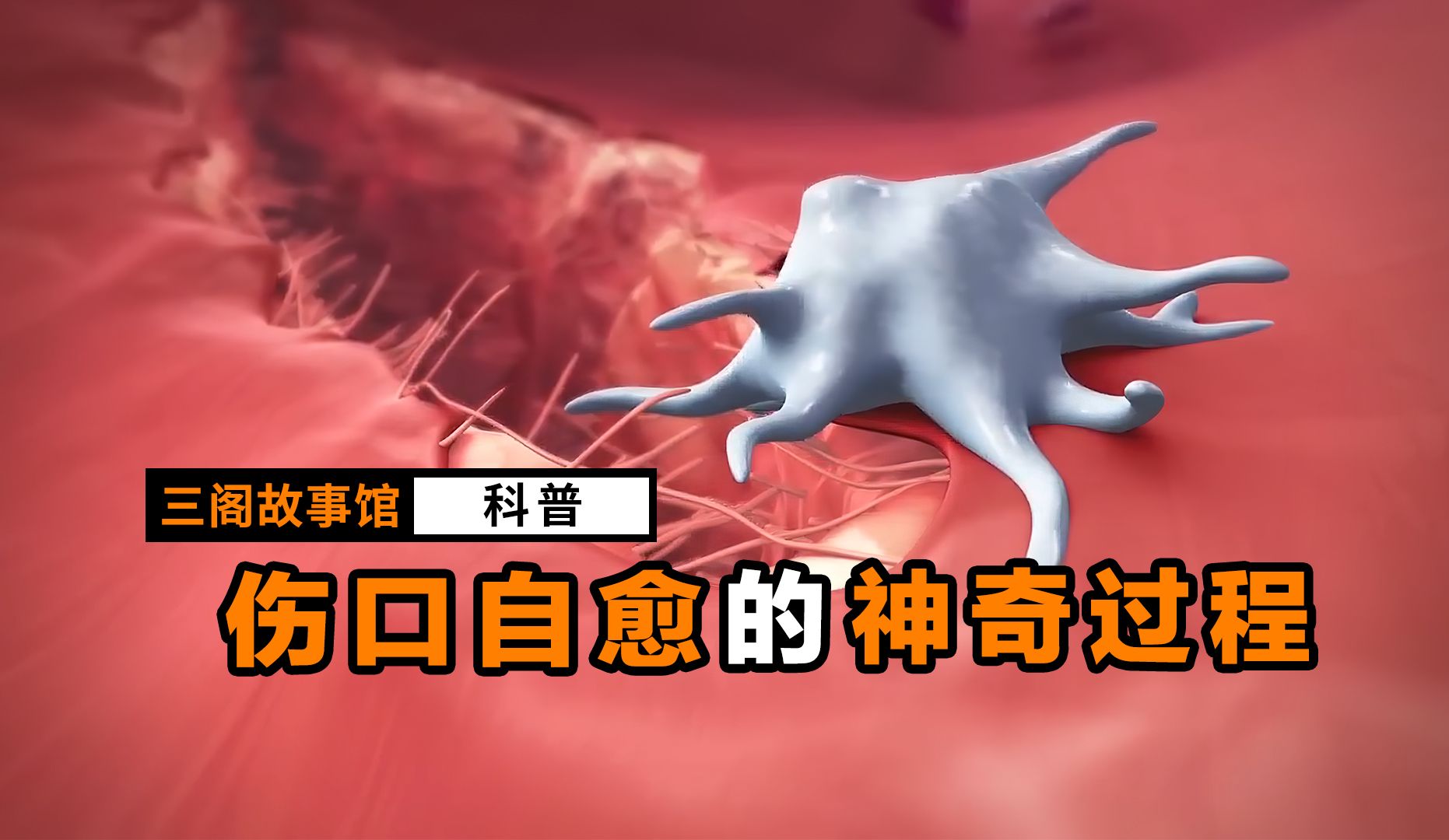 伤口愈合的过程居然这么神奇!