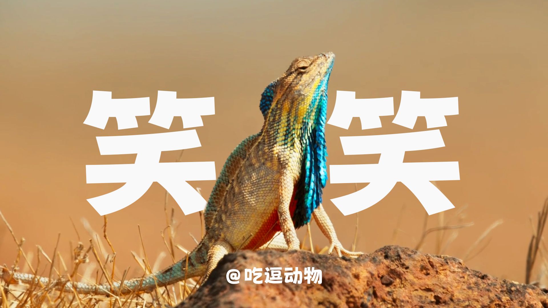 《 搞笑动物解说大合集 》