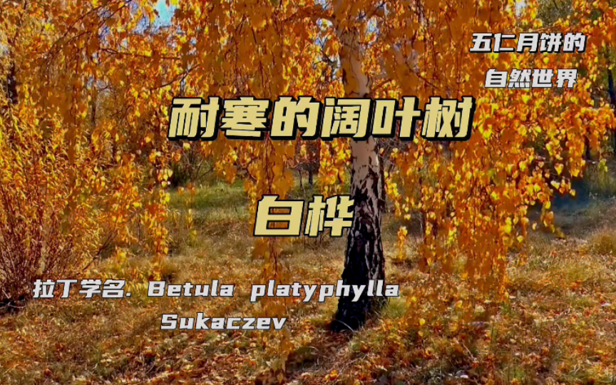 白桦树：神奇的文化，实用的智慧