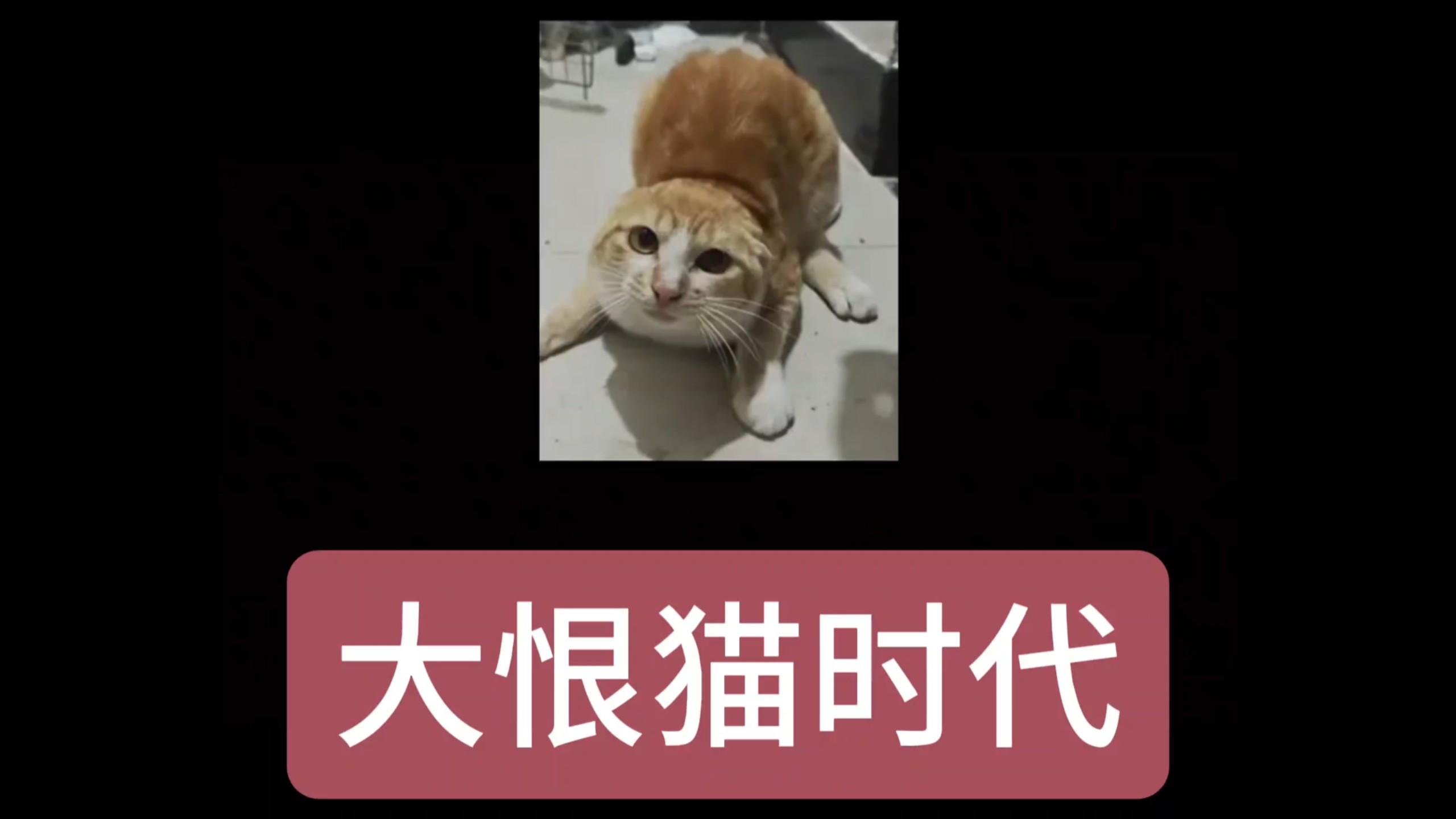 大恨猫时代