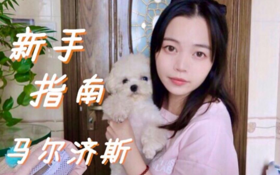马尔济斯新手指南｜小型犬幼犬好用物分享
