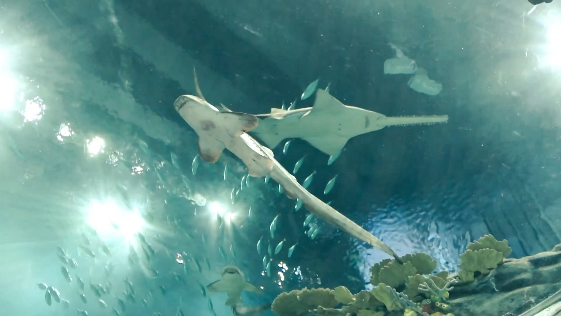 【香港海洋公园】海洋奇观水族馆沉浸式体验