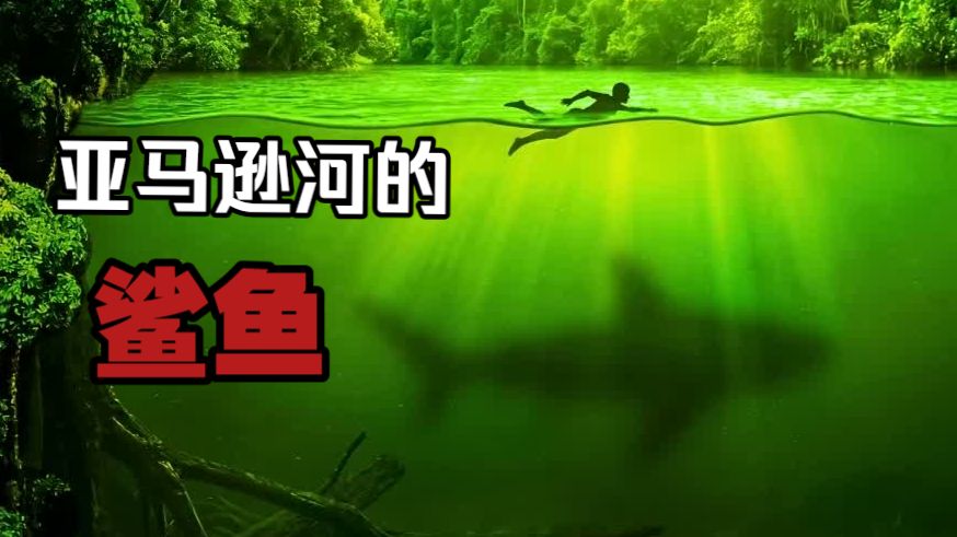 【中配】亚马逊河里本不应该有鲨鱼……但它们确实存在。