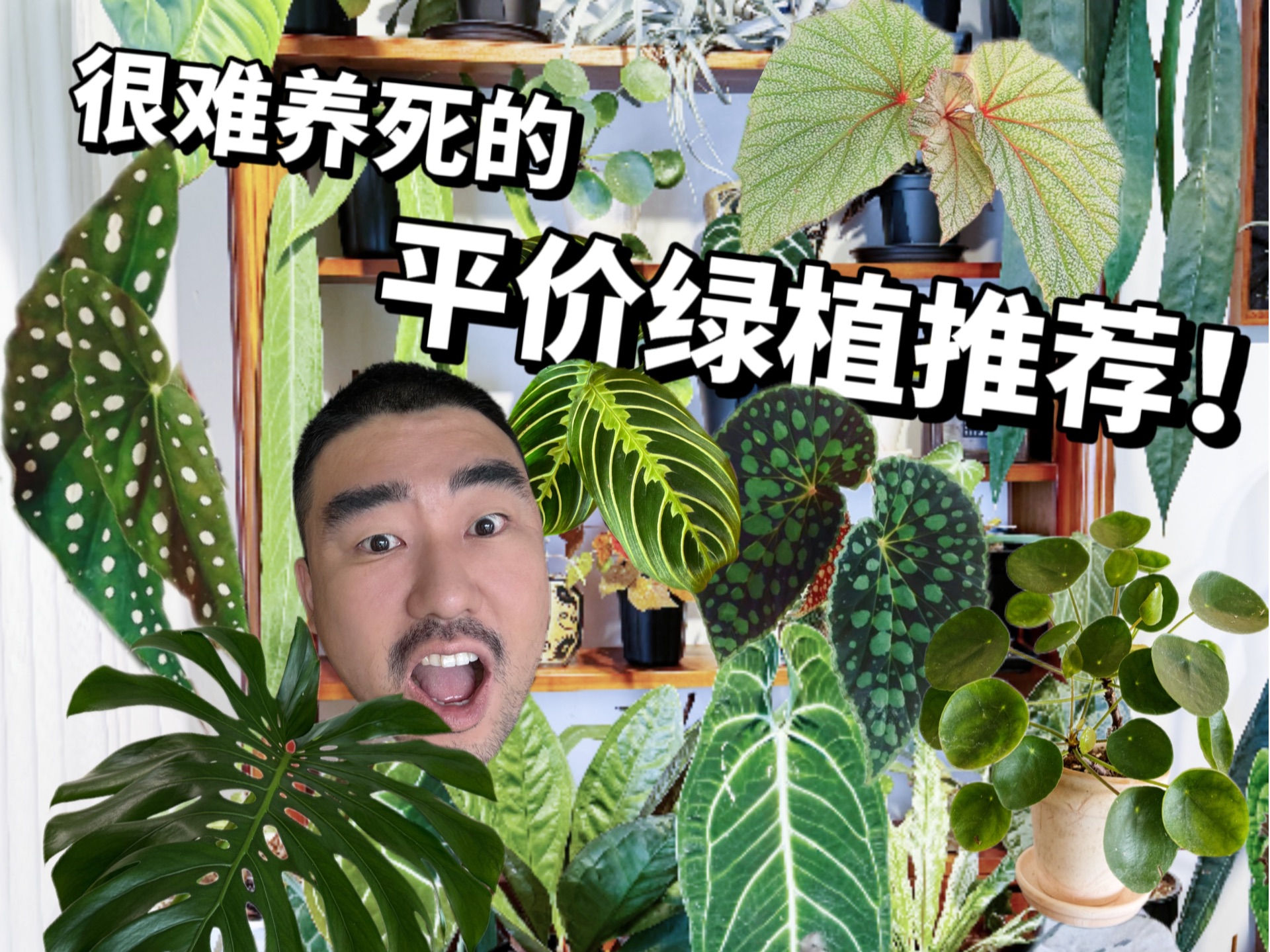 宠物友好…便宜…好养…有品位的植物推荐！（有人真的事很多！！）
