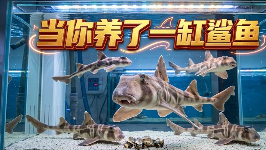 沉浸式养鲨鱼 当你养了一缸鲨鱼 有趣的事发生了
