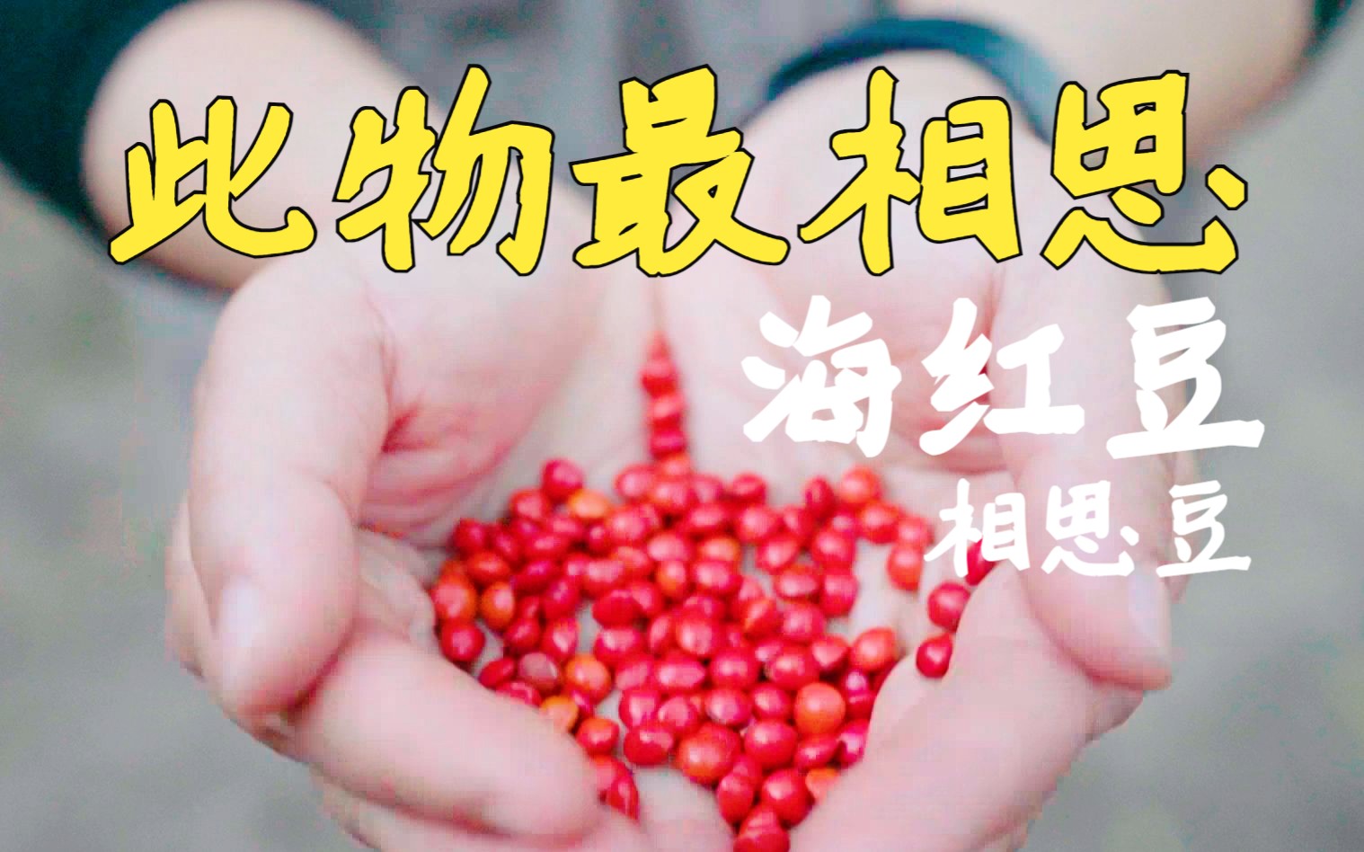 红豆生南国，春来发几枝，这是你的相思豆吗？| 海红豆