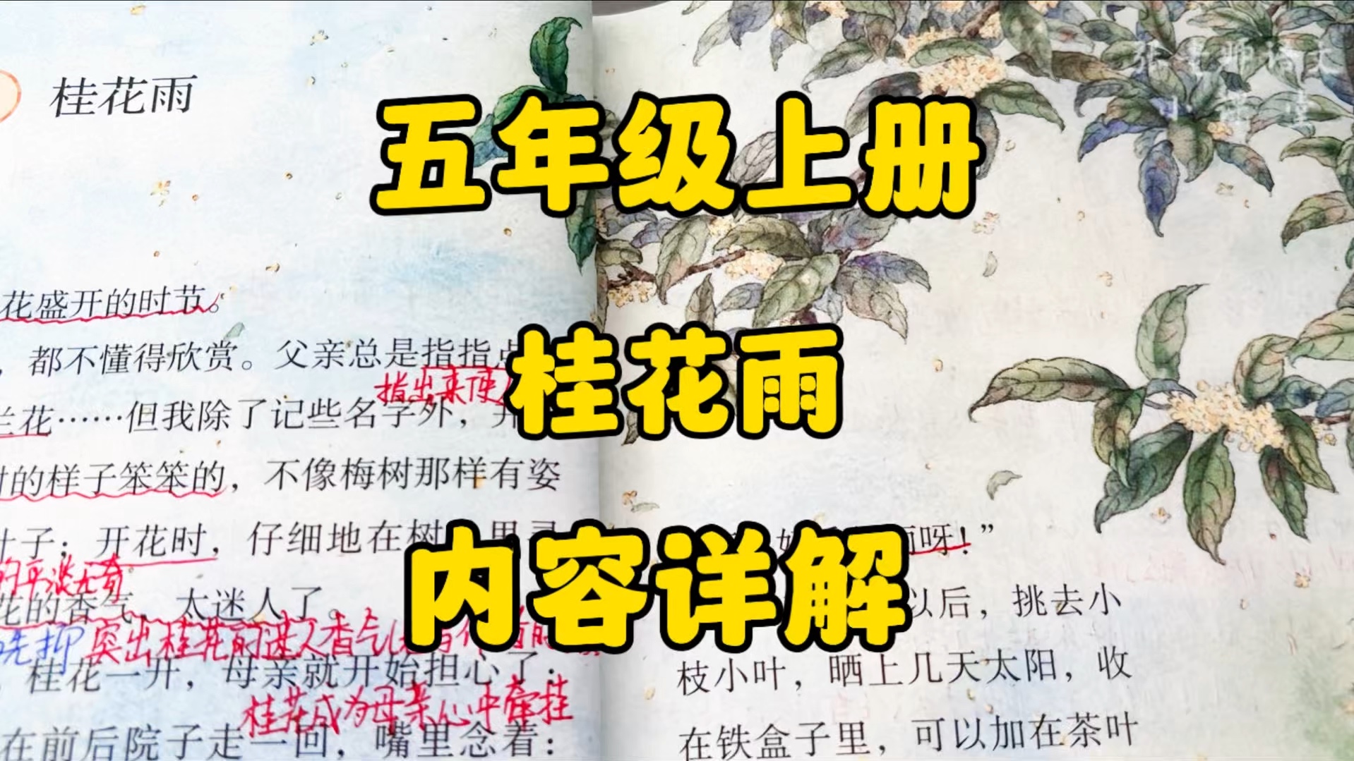 五年级上册：你知道桂花雨吗？见过桂花雨吗？现在我们就一起去感受一下吧！