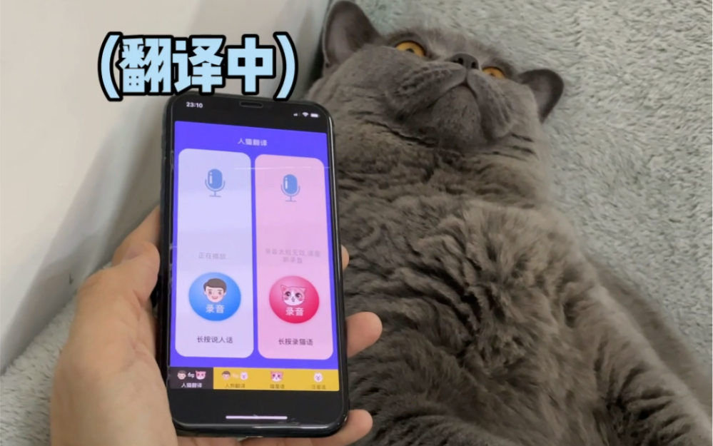听说被猫咬只要对他用猫语翻译器他就不敢了