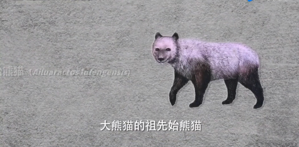 始熊猫是怎么演化成现在的熊猫的！