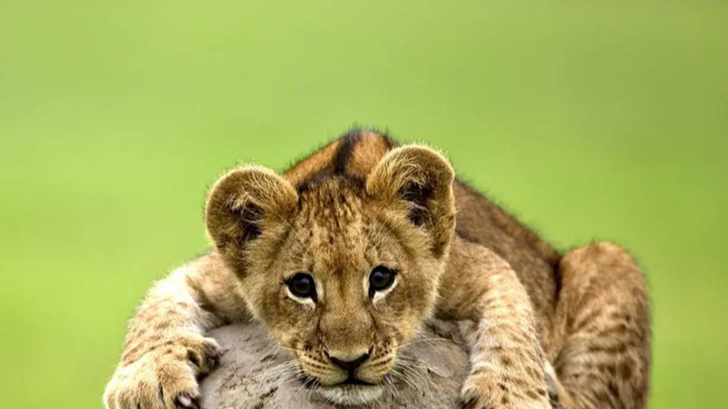 《狮王罗恩成长记》天生残疾的小狮子，最终成为了狮王