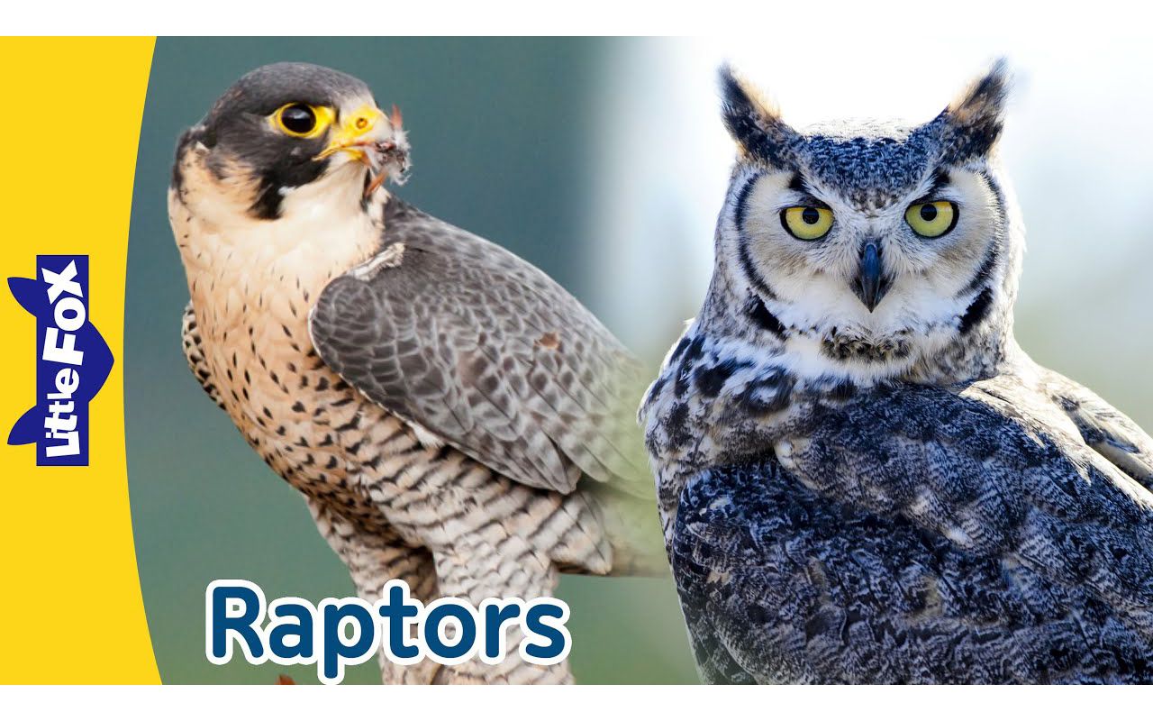 Raptors ｜ Birds that Hunt and Eat Other Animals ｜ Birds of Prey