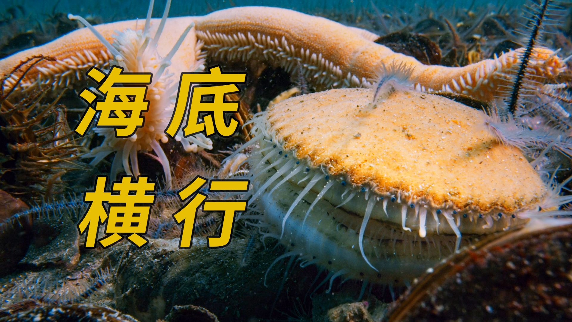 海星被切断的触角；还能够发育成一只新的生命？