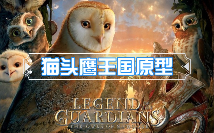 【猫头鹰王国:守卫者传奇】角色原型
