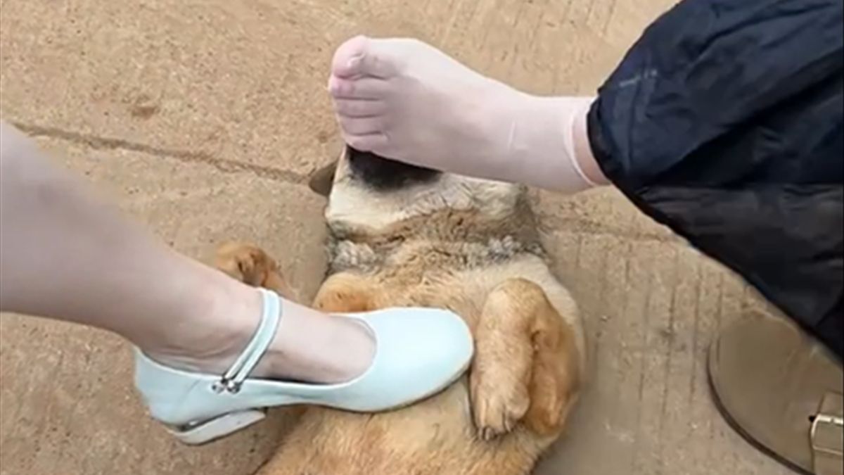 狗：这辈子都没这样无语过