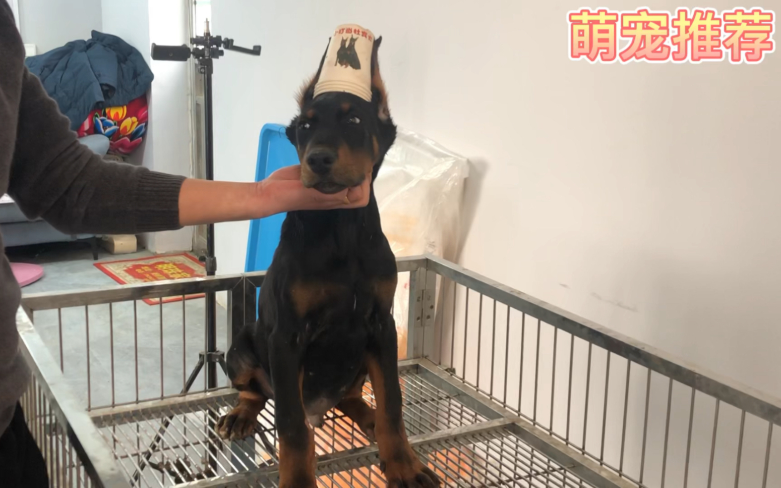 4500淘德系杜宾，一个视频告诉你如何辨别杜宾犬，杜绝一切串串
