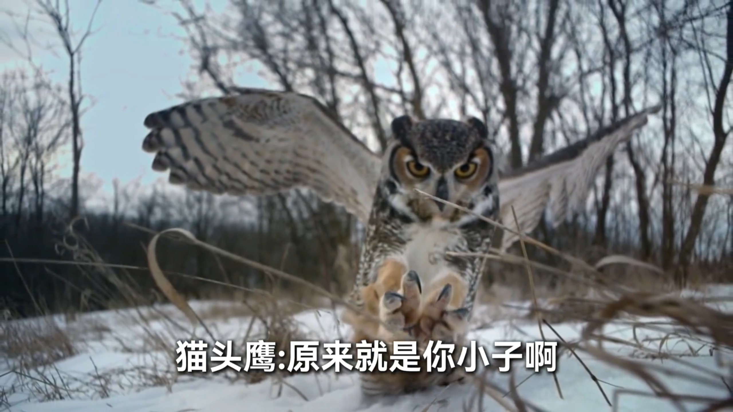 游隼，俯冲速度之王！猫头鹰：跟谁都没有隔夜仇！
