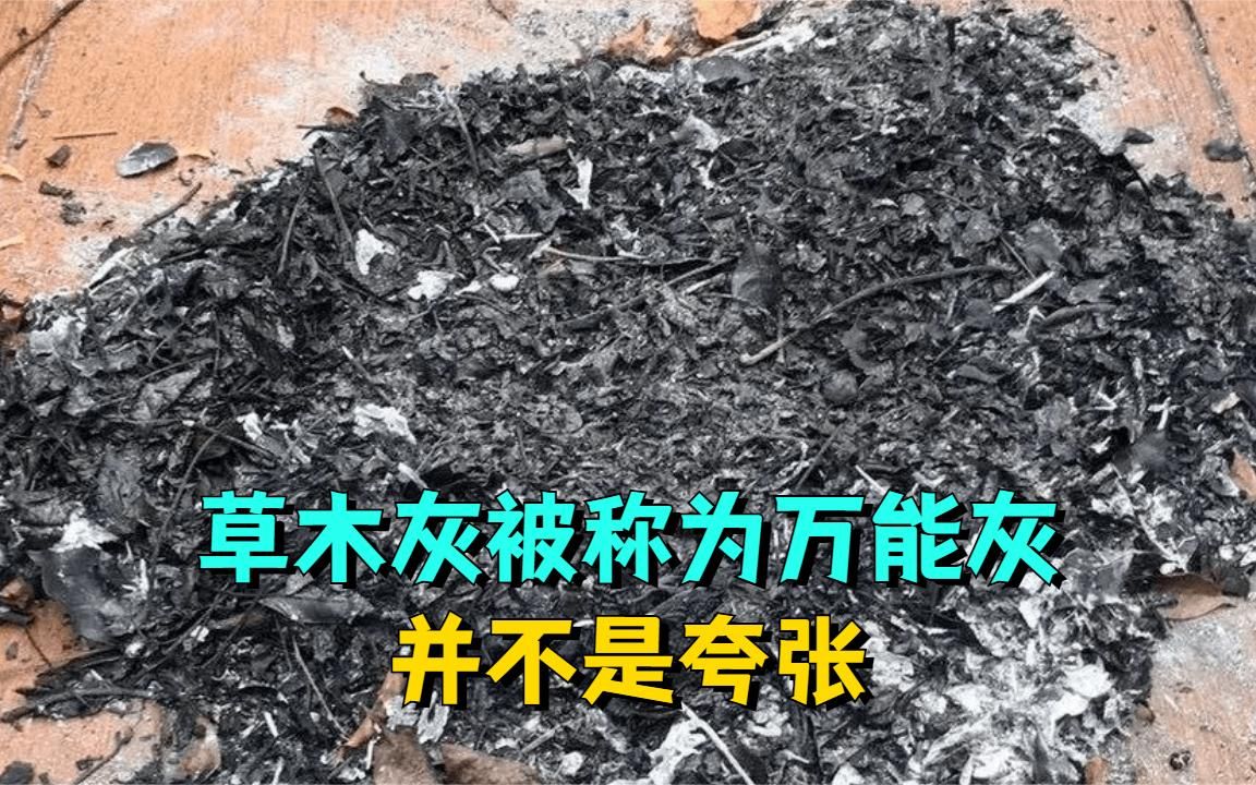 草木灰为何被称为“万能灰”？并不是夸张，如今老农民才懂其价值