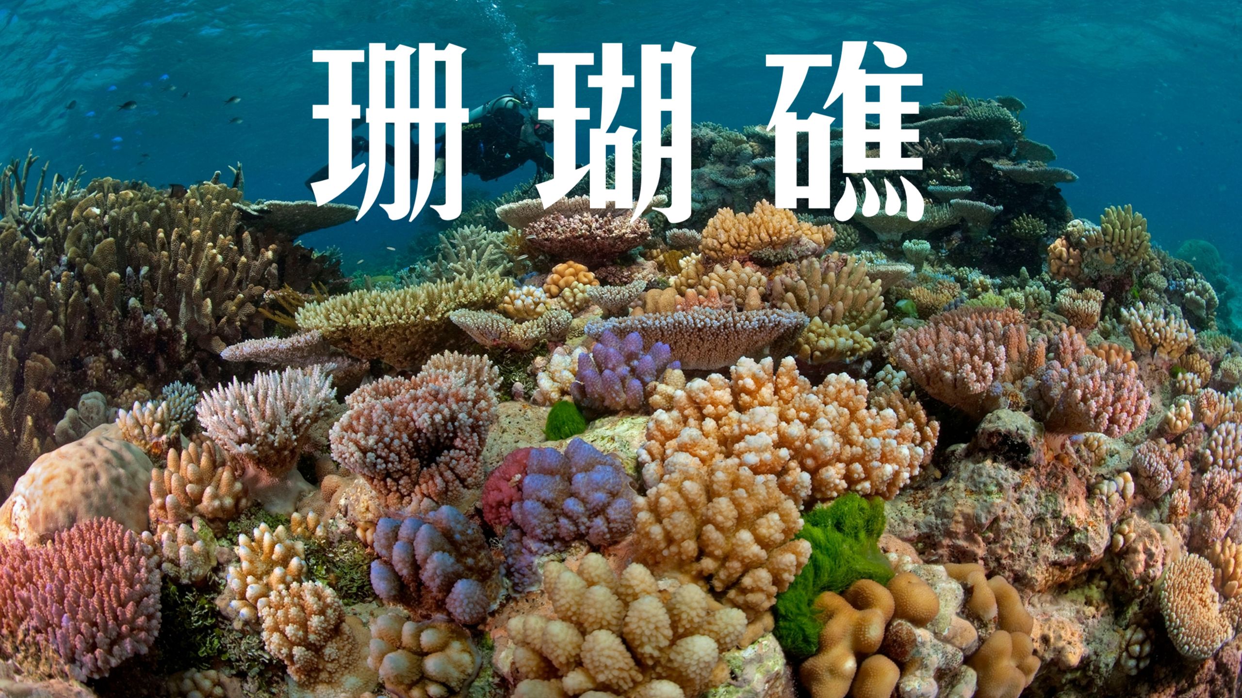 【国家地理 科普101系列】Coral Reefs 珊瑚礁