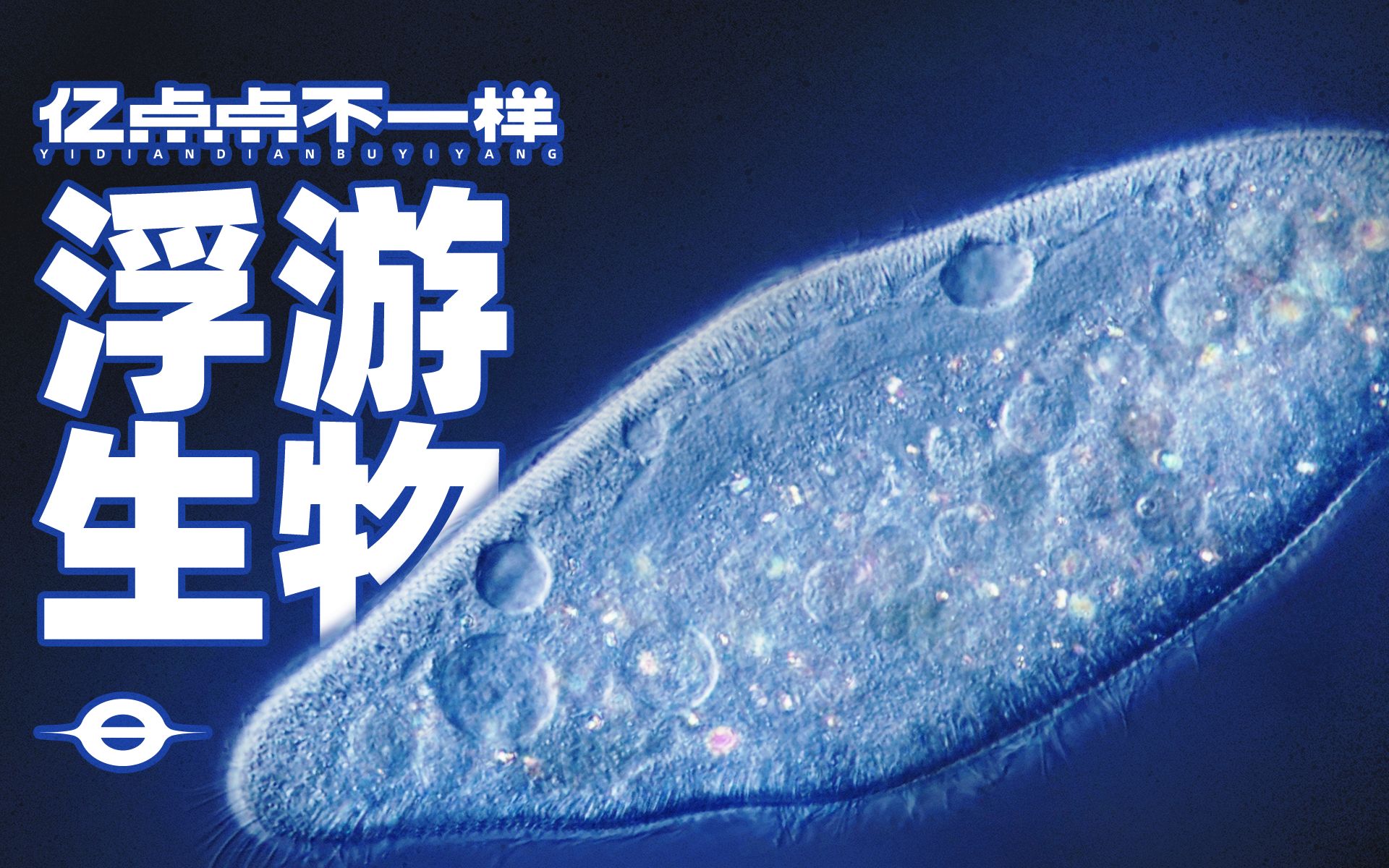 大开眼界！一滴水放大1000倍，见证微观生物的生殖、捕食和死亡！