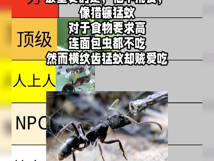 从夯到拉评价七种蚂蚁，有关他们的排名取决于网上的价格以及实际饲养体验，排行榜中大部分蚂蚁我都是真实饲养过的，视频可以让新手更好找到自己想要养的蚂蚁