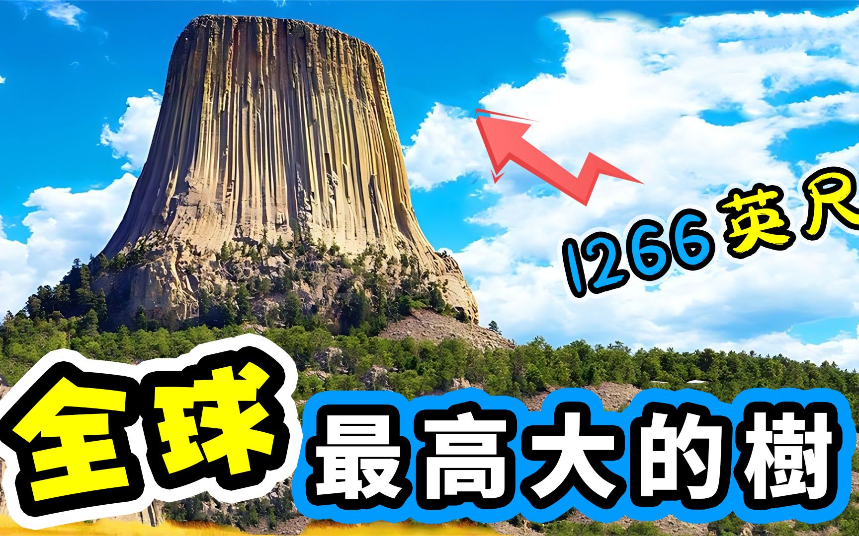 世界上最高的树Top5，第一名形成于5000万年前！