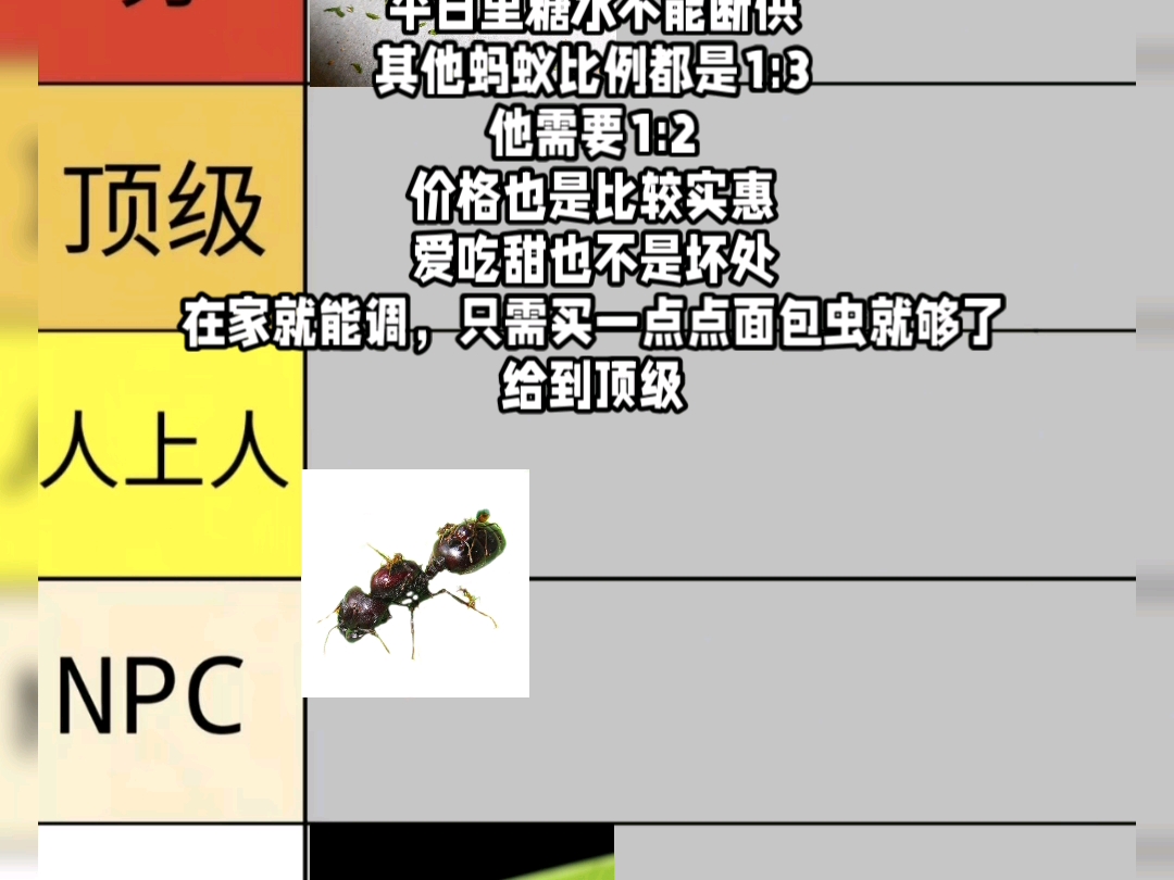 蚂蚁品种排行榜，共7个，都是热门蚁种，这个从夯到拉的视频是真难剪，我都剪好几天了