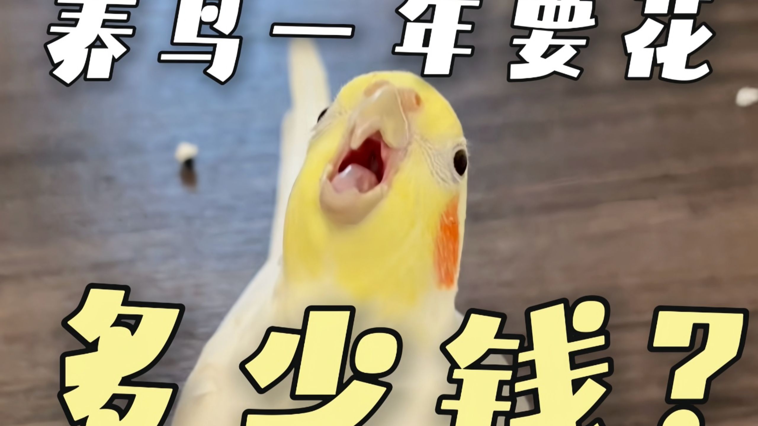 🐤新手养鸟必看!养鸟一年要花多少钱?💰