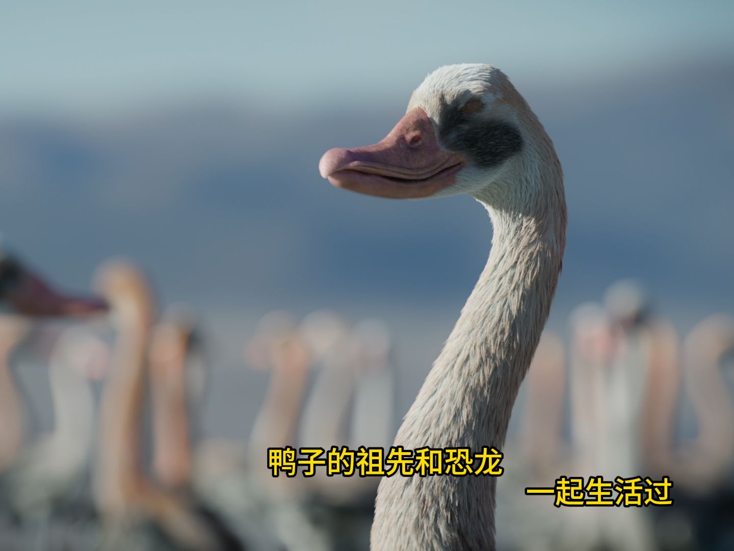 鸭子的祖先和恐龙生活过