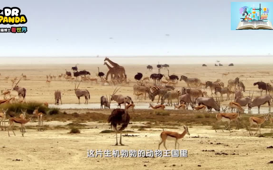 【科普知识】奇幻非洲历险记