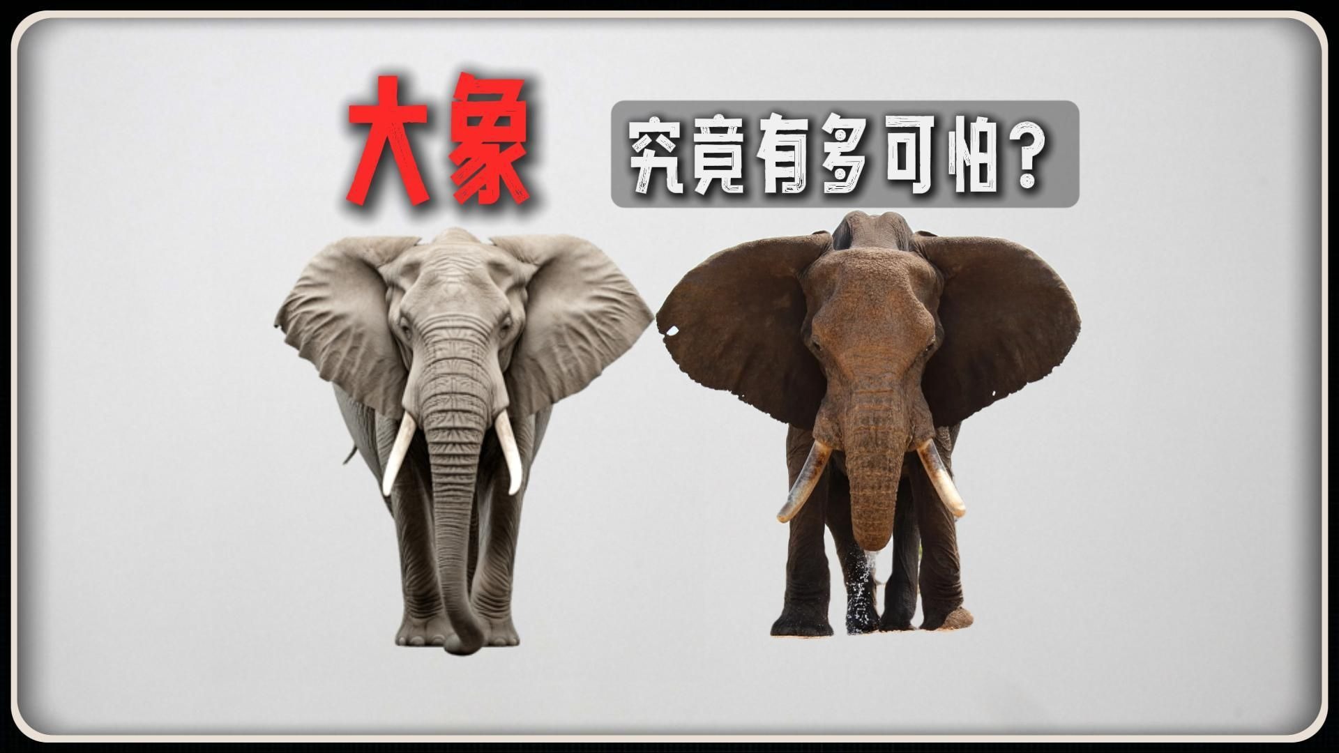 “大象”究竟有多可怕？