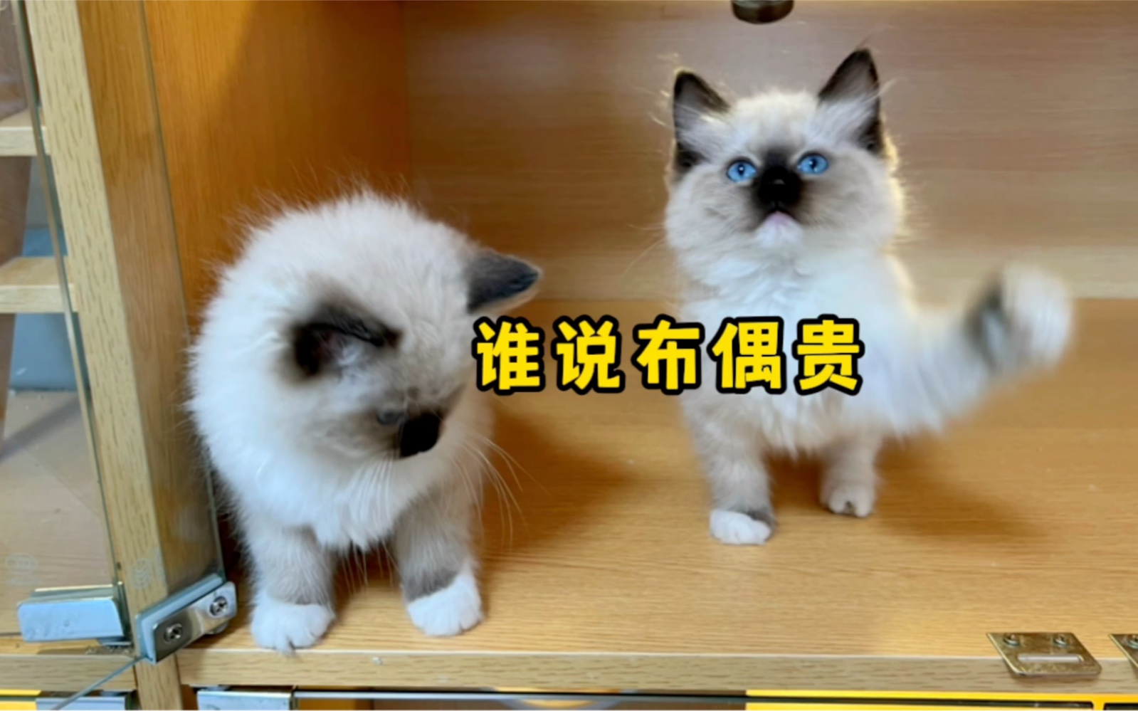 布偶猫那么贵，为什么偏偏重点色手套布偶不值钱呢？