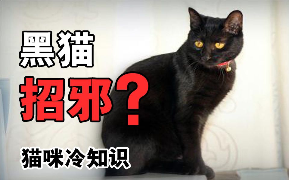 养黑猫好不好？黑猫真的会招邪吗？真相是。。。