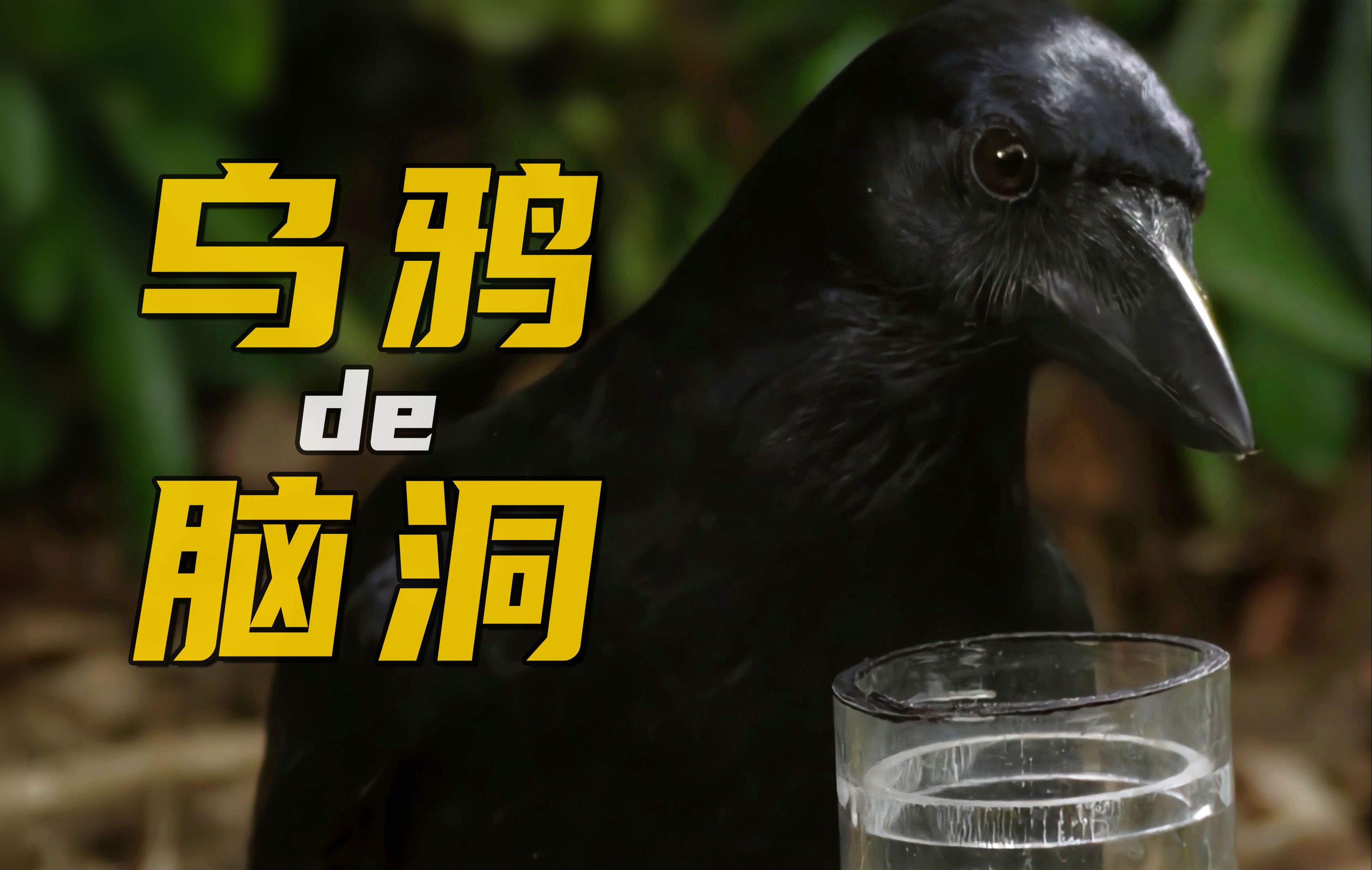 《乌鸦喝水》的故事，是不是以讹传讹？实际验证一下……