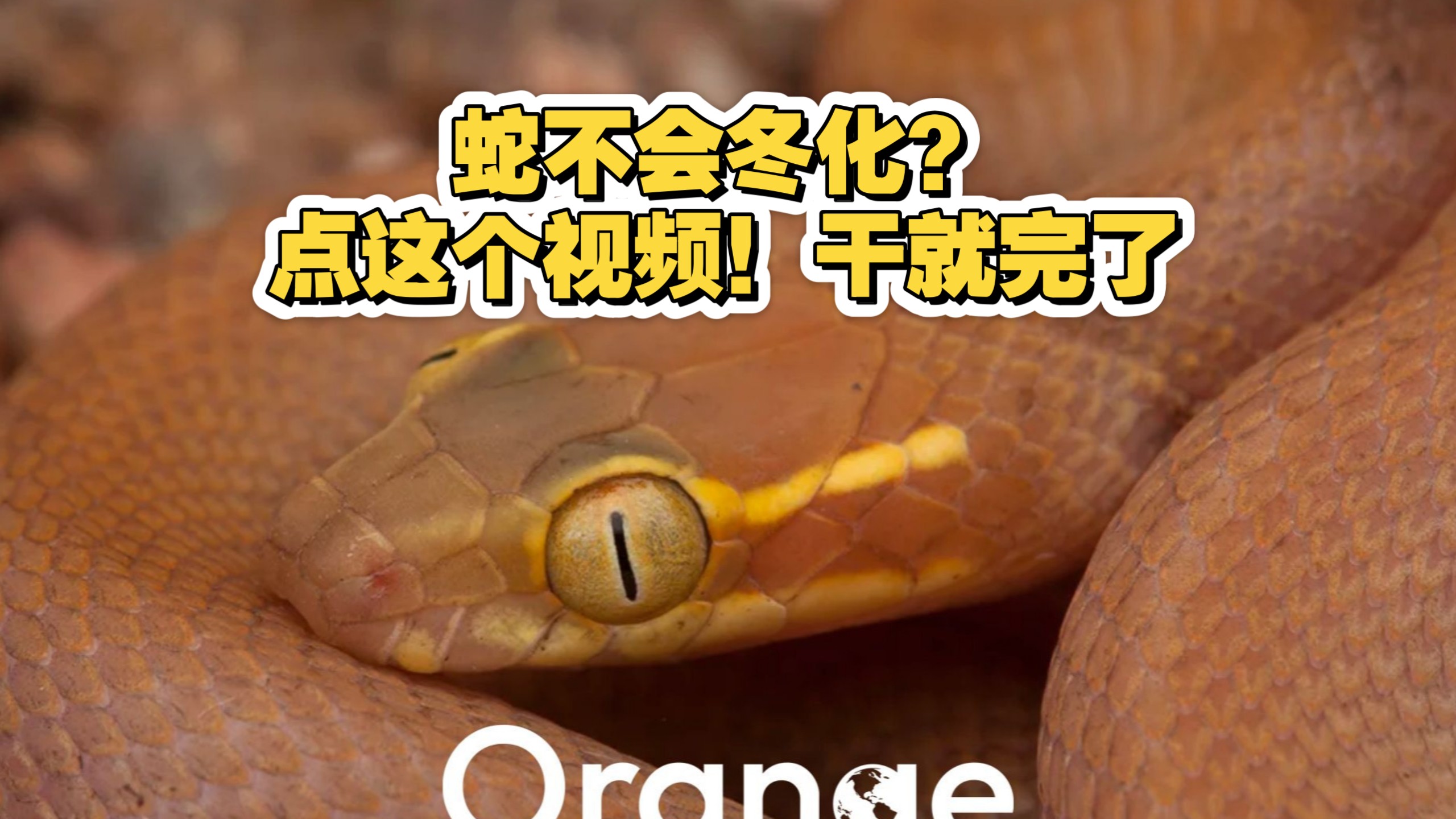 关于屋蛇的全记录！这篇含冬化细节！务必看完！