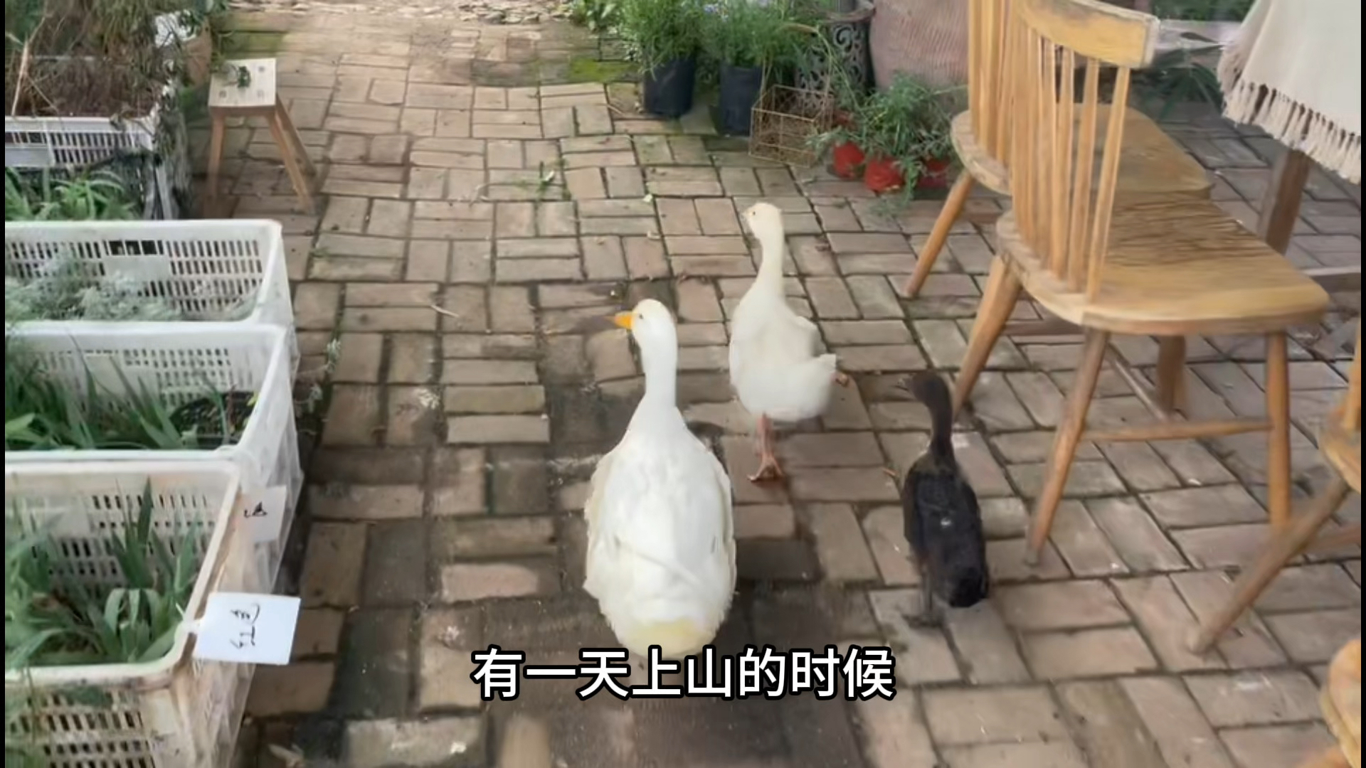 人：给你讲一个鸭的故事