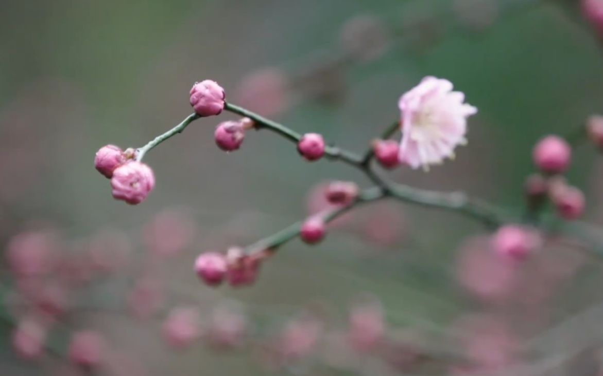 【植物世界】梅花（1080p）