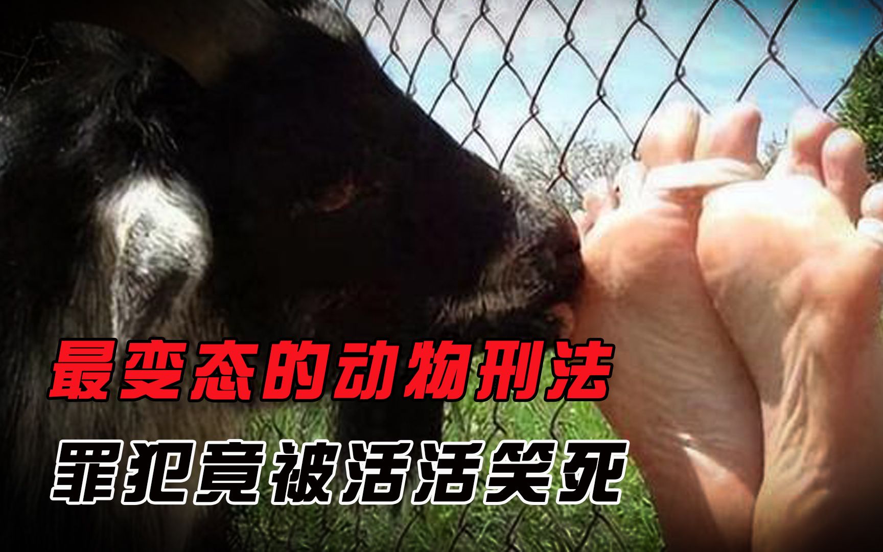 世界上最奇葩的刑罚，行刑者竟然是山羊，看上去轻松却残忍无比！