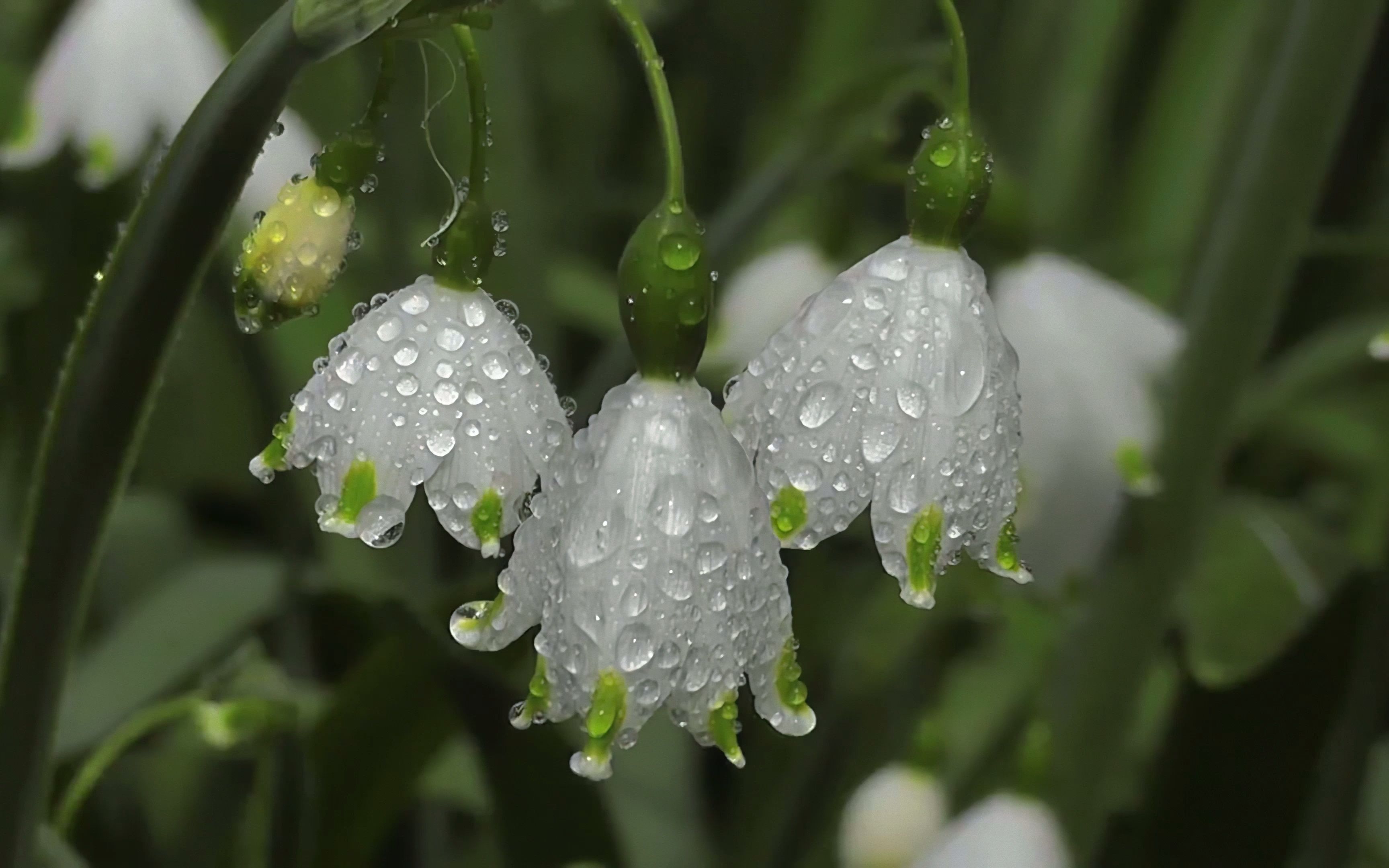 “雨 中 花”