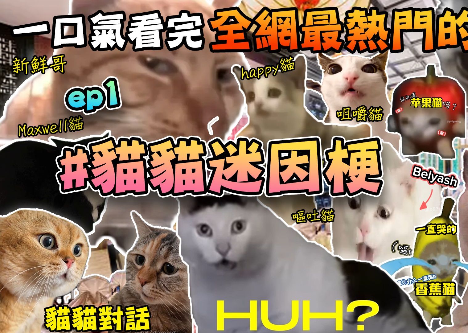 一口气看完全网最热门的 #猫猫迷因梗 合集！ Ep.1 | 猫猫迷因梗 | 猫Meme | 迷因由来 | p87gaming