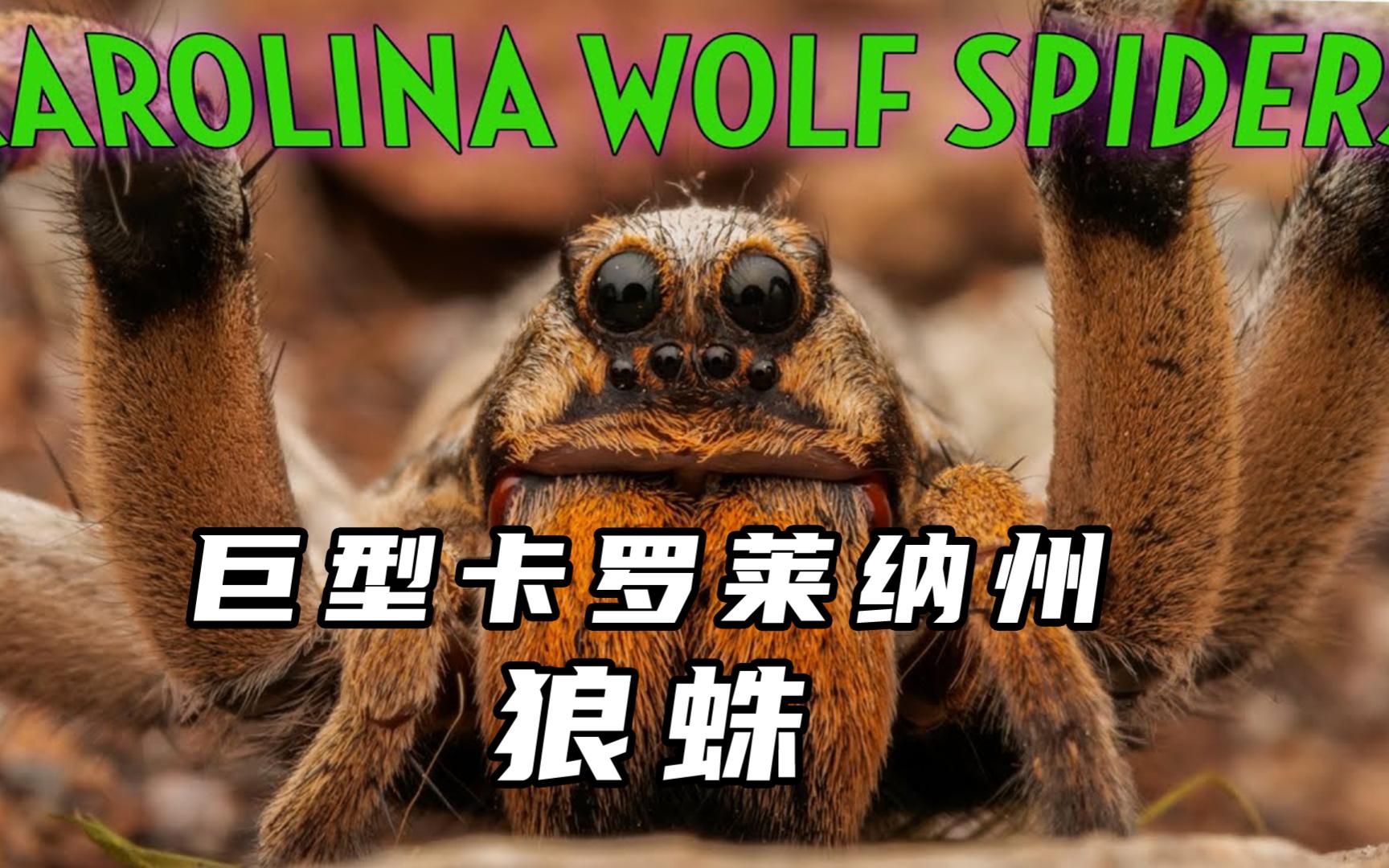 巨型卡罗莱纳肘狼蛛科普介绍