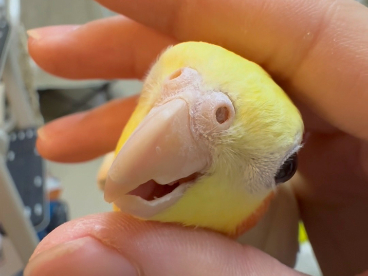 小鸡嘴巴最香了