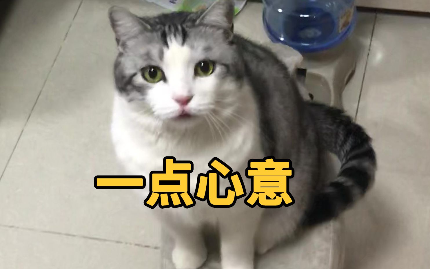 猫的报恩，细思恐极