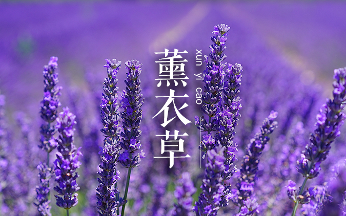 薰衣草想必大家都不陌生，今天教大家如何在家里养一盆薰衣草