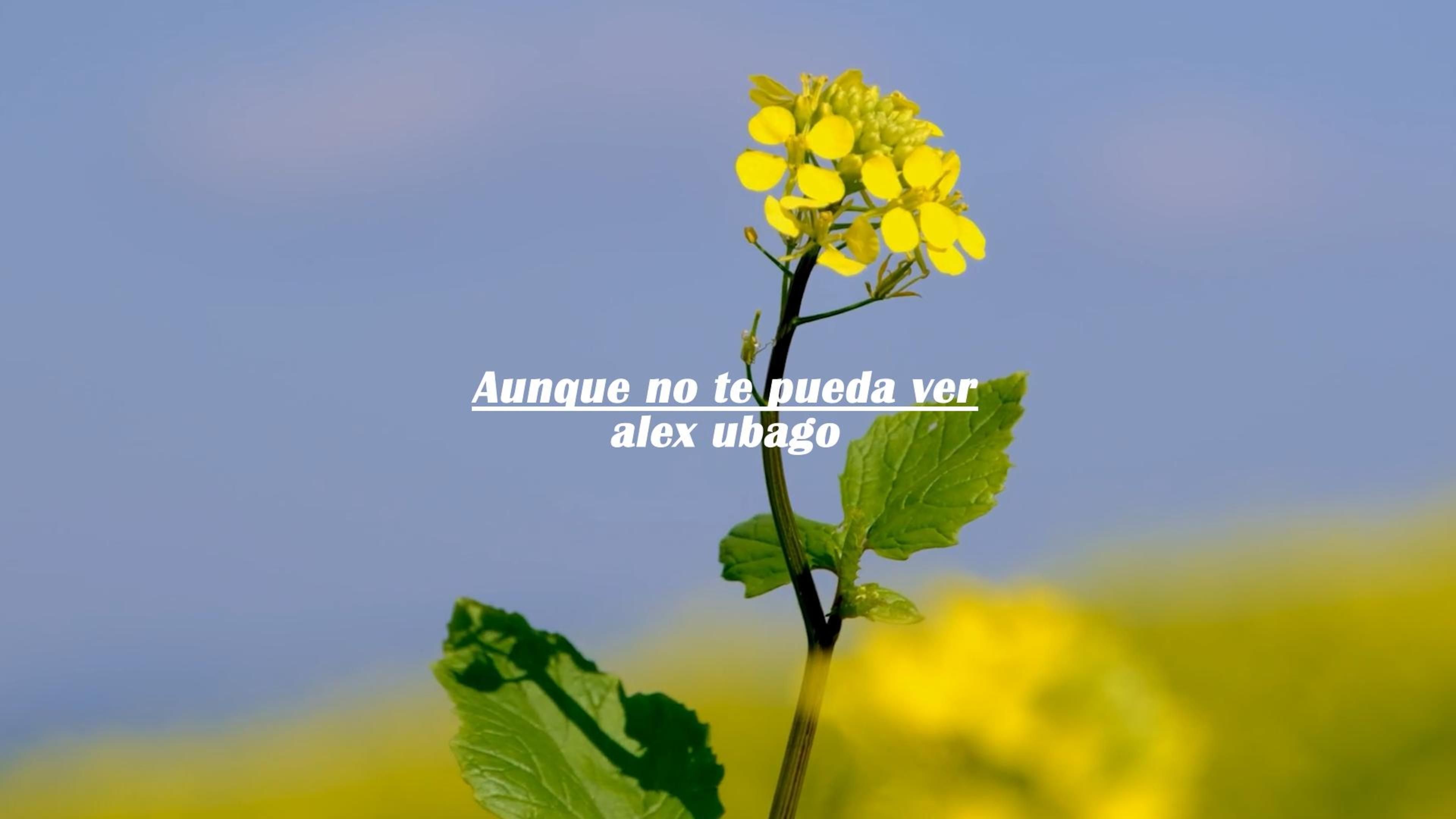 西语“懂的人都在用这首歌表白！”【Aunque no te pueda ver.- alex ubago】