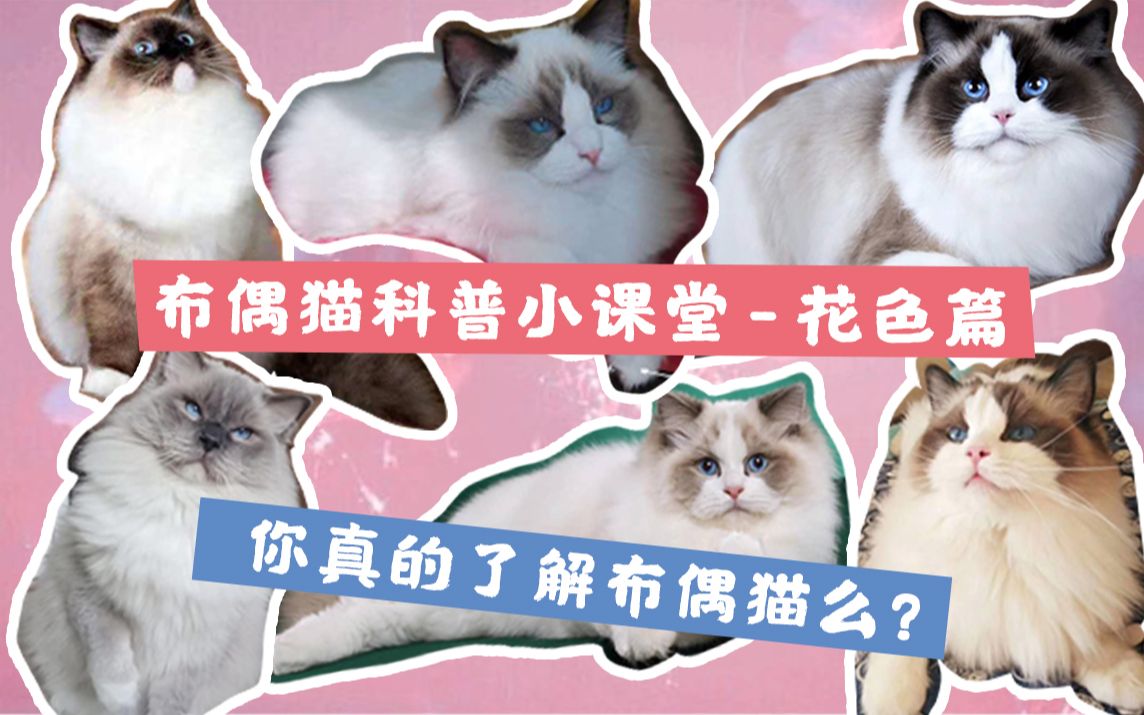 你真的了解布偶猫么？布偶猫花色大科普，布偶猫竟然有60种花色！