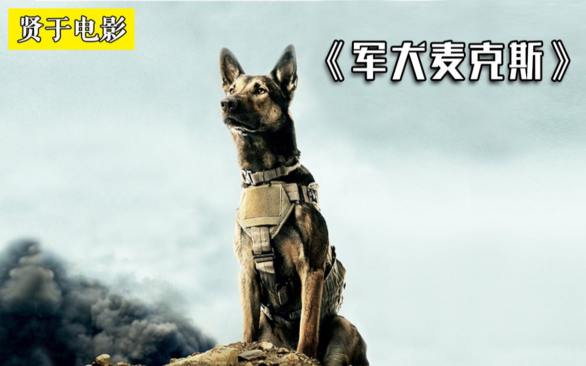 战功无数的军犬，竟被迫安乐死？《军犬麦克斯》