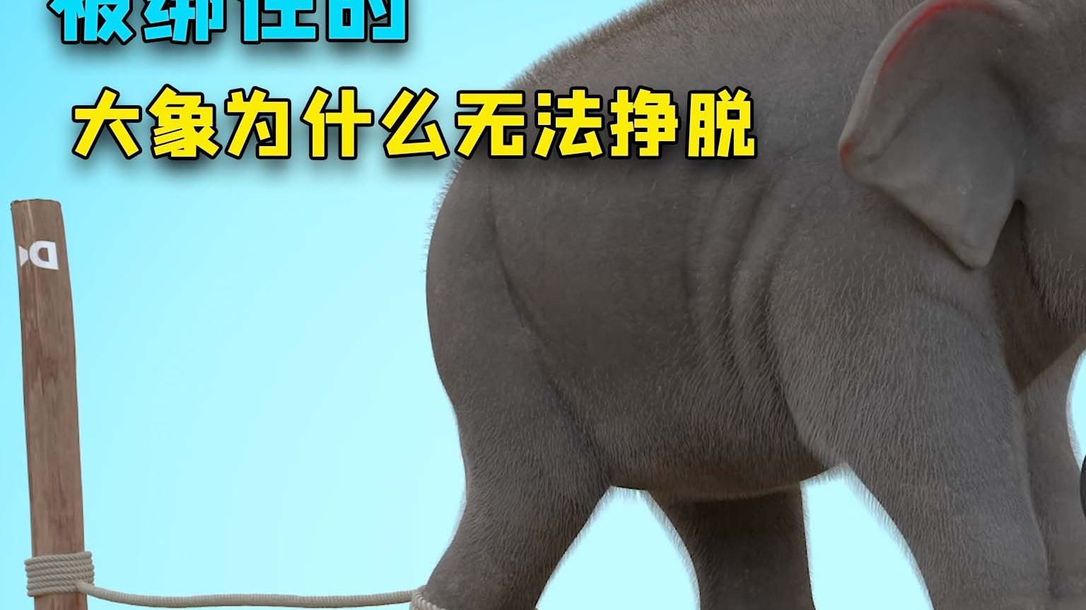 为什么成年大象始终无法挣脱细绳？
